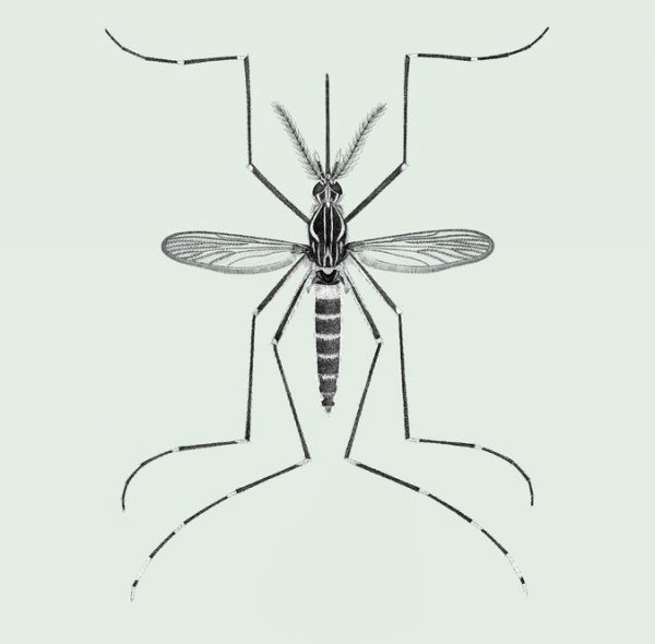 Aedes Aegypti - Mosquito Musketeers